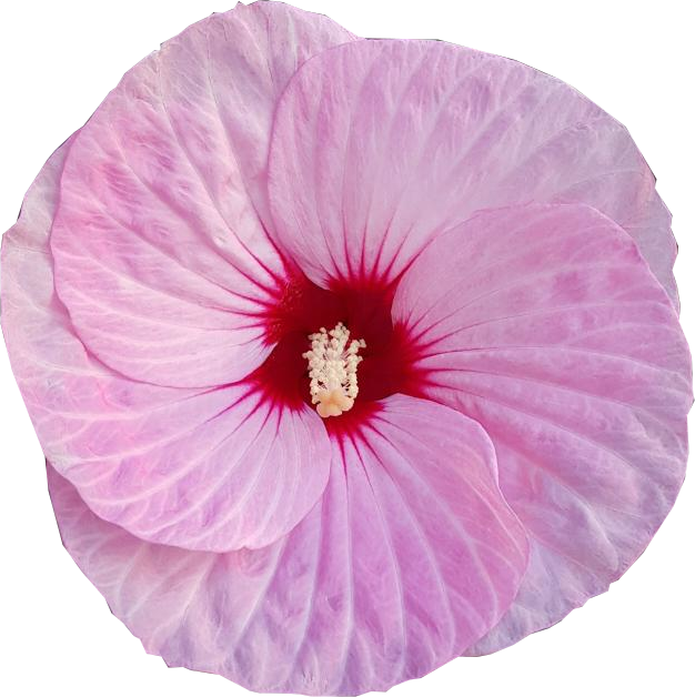 hibiscus roz foarte frumos